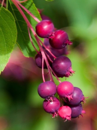 Ирга Ламарка (лат. Amelanchier lamarckii), семена