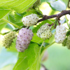 Шелковица белая (лат. Mоrus аlba), розовые плоды