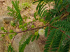 Мимоза белая, или Леуцена светлоголовчатая (лат. Leucaena leucocephala), семена