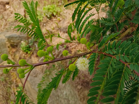 Мимоза белая, или Леуцена светлоголовчатая (лат. Leucaena leucocephala), семена