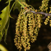 Дуб красный (лат. Quercus rubra) 10 шт, семена 