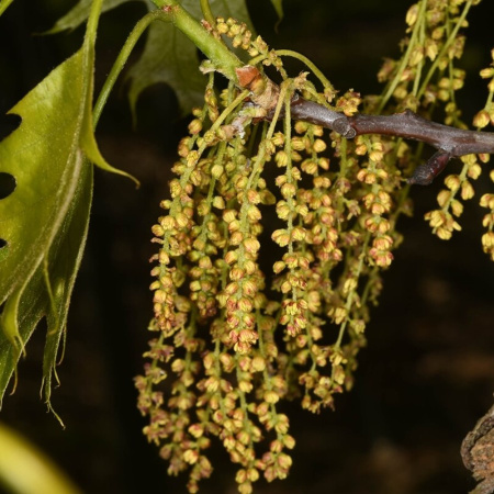 Дуб красный (лат. Quercus rubra) 10 шт, семена 
