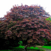 Клен остролистный Кримсон Кинг (лат. Acer platanoides 'Crimson King'), семена
