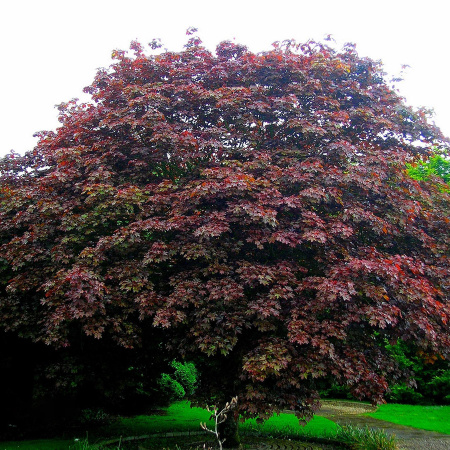 Клен остролистный Кримсон Кинг (лат. Acer platanoides 'Crimson King'), семена