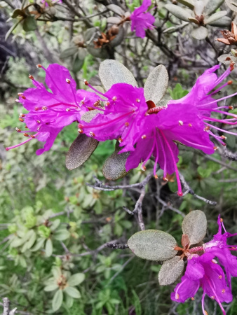 Рододендрон мелколистный (лат. Rhododendron parvifolium), семена 0,02 грамма