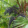 Пальма Трахикарпус Форчуна (лат. Trachycarpus fortunei), семена