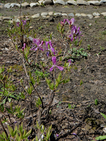 Рододендрон канадский фиолетовый (лат. Rhododendron canadense) 0,02 грамма, семена
