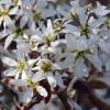 Ирга канадская (лат. Amelanchier canadensis), семена