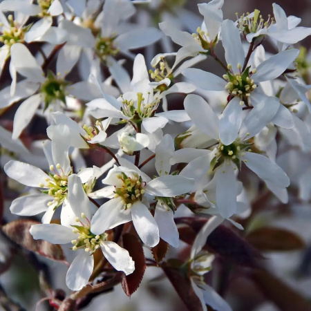 Ирга канадская (лат. Amelanchier canadensis), семена