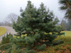 Сосна кедровая корейская, или Маньчжурский кедр (лат. Pinus koraiensis), семена