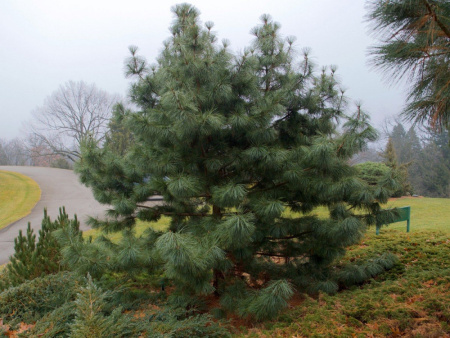 Сосна кедровая корейская, или Маньчжурский кедр (лат. Pinus koraiensis), семена
