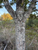 Дуб острейший (лат. Quercus acutissima) 10 шт, семена 