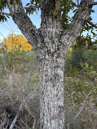 Дуб острейший (лат. Quercus acutissima) 10 шт, семена 