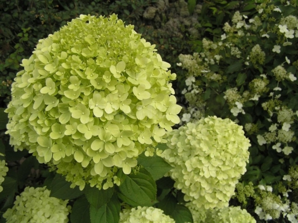 Гортензия метельчатая Лаймлайт (лат. Hydrangea paniculata 'Limelight')