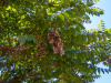 Айлант высочайший  (лат. Ailanthus altissima), семена