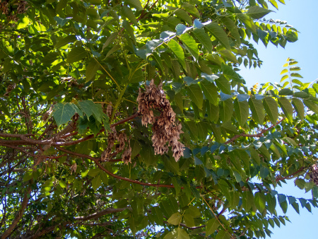 Айлант высочайший  (лат. Ailanthus altissima), семена