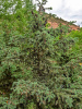Ель Мейера (лат. Picea meyeri), семена