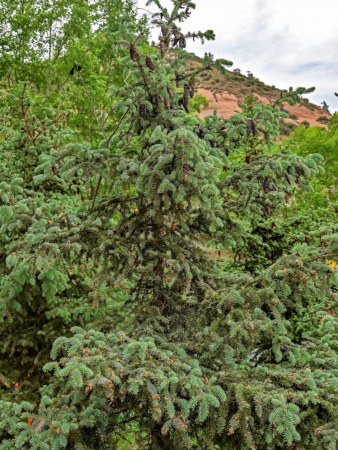 Ель Мейера (лат. Picea meyeri), семена
