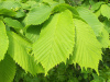 Вяз шершавый (лат. Ulmus glabra), семена 