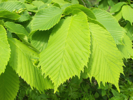Вяз шершавый (лат. Ulmus glabra), семена 