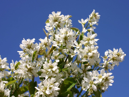 Ирга круглолистная (лат. Amelanchier rotundifolia), семена
