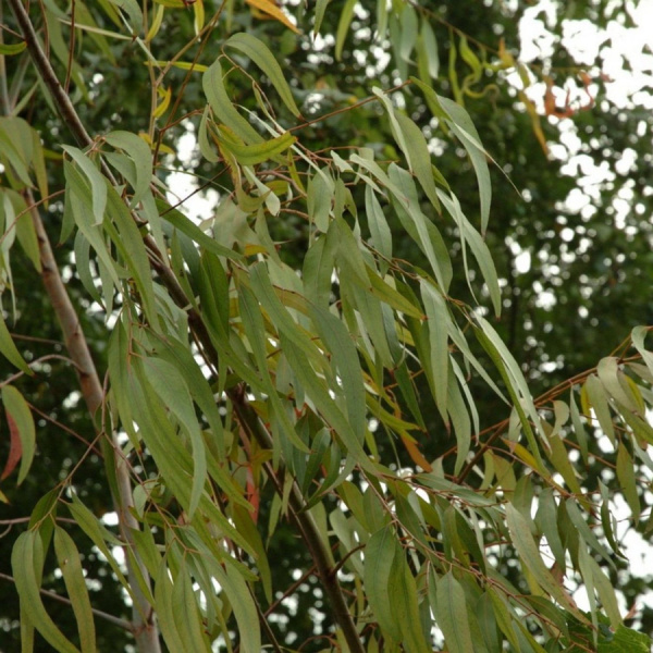 Эвкалипт лимонный (лат. Eucalyptus citriodora), семена 