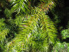 Кунингамия ланцетовидная (лат. Cunninghamia lanceolata), семена