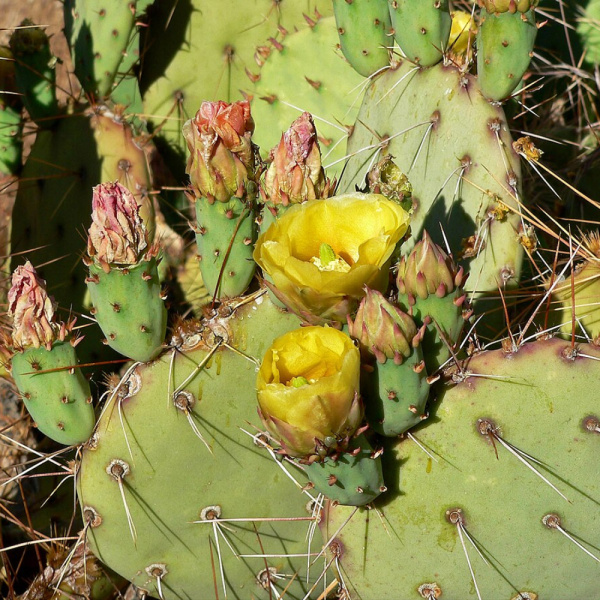 Кактус Опунция Каманчская зимующий (лат. Opuntia camanchica Engelm.), семена 0,2 грамма