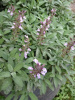 Шалфей лекарственный (лат. Salvia officinalis), 100 шт