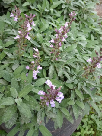 Шалфей лекарственный (лат. Salvia officinalis), 100 шт