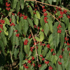 Жимолость Маака (лат. Lonicera maackii), семена