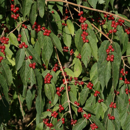 Жимолость Маака (лат. Lonicera maackii), семена