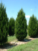 Можжевельник китайский (лат. Juniperus chinensis), семена