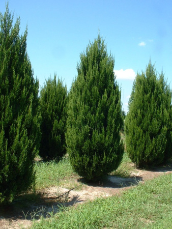 Можжевельник китайский (лат. Juniperus chinensis), семена
