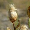 Левзея сафлоровидная, или Маралий корень (лат. Rhaponticum carthamoides), семена 0,2 грамма