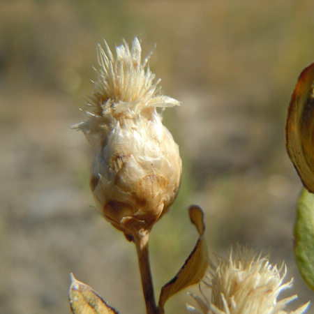 Левзея сафлоровидная, или Маралий корень (лат. Rhaponticum carthamoides), семена 0,2 грамма