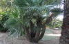 Пальма Трахикарпус (лат. Trachycarpus), семена