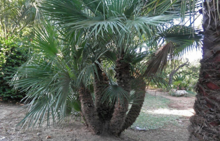 Пальма Трахикарпус (лат. Trachycarpus), семена