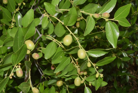 Зизифус Унаби, или Финик китайский (лат. Zízíphus juujba), семена
