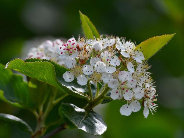 Арония черноплодная (лат. Arоnia melanocаrpa), семена 