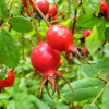 Роза нутканская (лат. Rosa nutkana), семена