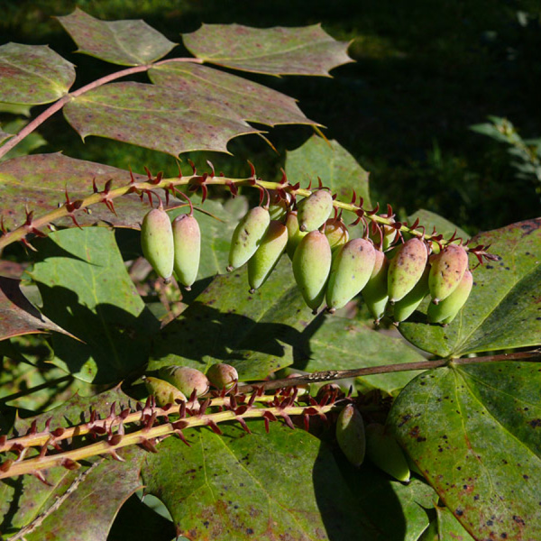 Магония Биля (лат. Mahonia bealei), семена