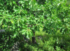 Дуб зубчатый (лат. Quercus dentata) 10 шт, семена