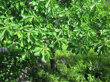 Дуб зубчатый (лат. Quercus dentata) 10 шт, семена