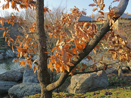 Дуб острейший (лат. Quercus acutissima) 10 шт, семена 