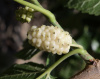 Шелковица белая (лат.Morus alba), семена