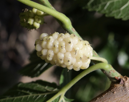 Шелковица белая (лат.Morus alba), семена