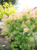 Скумпия кожевенная Голден Спирит (Cotinus coggygria 'Golden Spirit'), семена