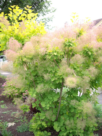 Скумпия кожевенная Голден Спирит (Cotinus coggygria 'Golden Spirit'), семена