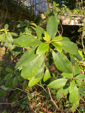 Рододендрон понтийский (лат. Rhododеndron pоnticum), семена 0,05 грамма